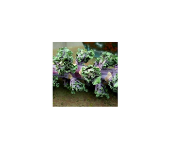 Flower Sprout - Unique Vegetable