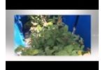 Air Harvesting Primocane Raspberry-Video