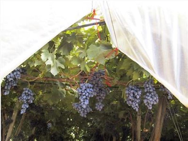 Idroland - Grape and Cherry Film Cover