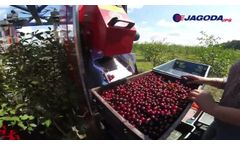 Cherry Harvester JAGODA 300