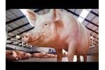 Nedap SowSense: Electronic Sow Feeding Video