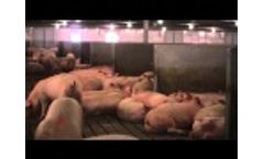 Nedap Electronic Sow Feeding - Thomas Livestock USA Video
