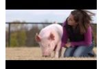 Selecting and Feeding your Show Pigs Video