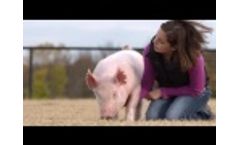 Selecting and Feeding your Show Pigs Video