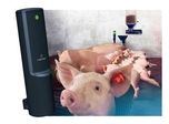 Strategic Feeding System with Wireless Activator for Lactating Sows