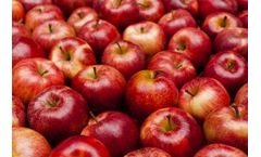 How can we increase the apple yield&#8203; that reaches commercial yield?&#8203;