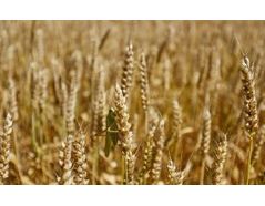 Wheat harvest quality: how to improve grain filling for high TKW and high protein rate
