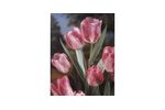 Modern Style Bunchflowering Tulips