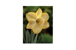 Binkie Large Cupped Daffodils