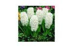 Carnegie Hyacinths