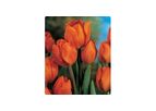 Orange Bouquet Bunchflowering Tulips