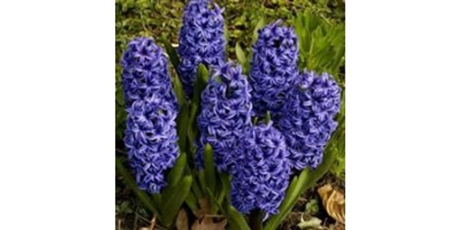 Blue Magic Hyacinths