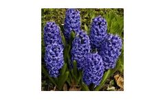 Blue Magic Hyacinths