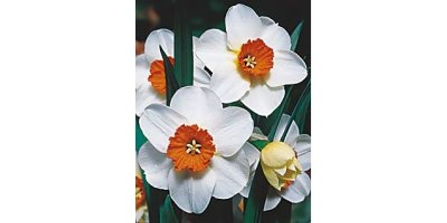 Barret Browning Large Cupped Daffodils
