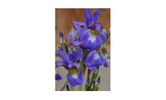 Blue Star Dutch Iris