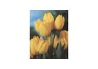 Marienthal Bunchflowering Tulips