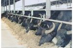Rota Guid - Buffalo Feeding Rack