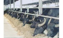 Rota Guid - Buffalo Feeding Rack
