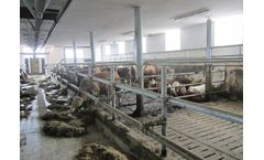 Schauer - Beef Cattle Barn System