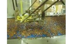 Automated Sorting of Almonds using Hyperspectral Technology Video
