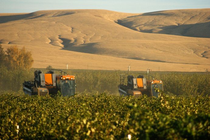 Vine-Tech - Custom Harvesting Services