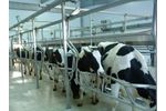 Agromasters - Herringbone Rapid Exit Milking Parlor