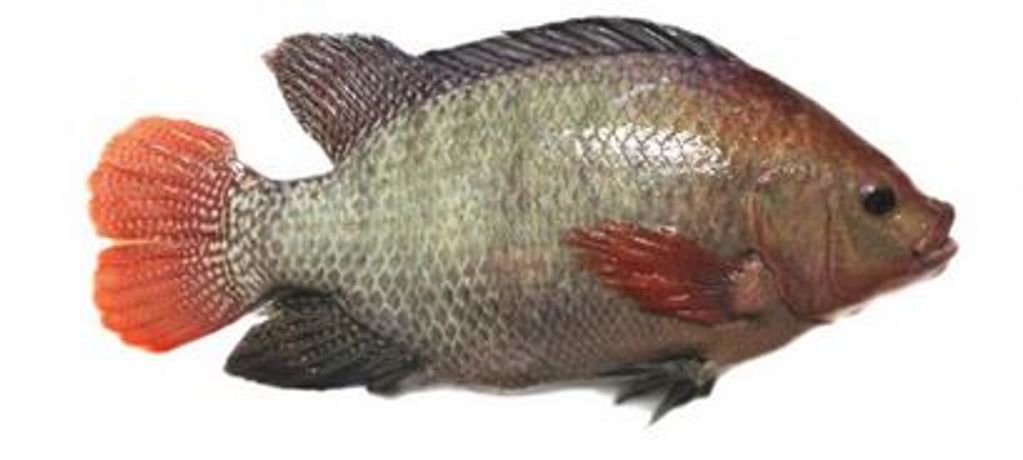 NMT - Silver Strain (Oreochromis Niloticus L.)