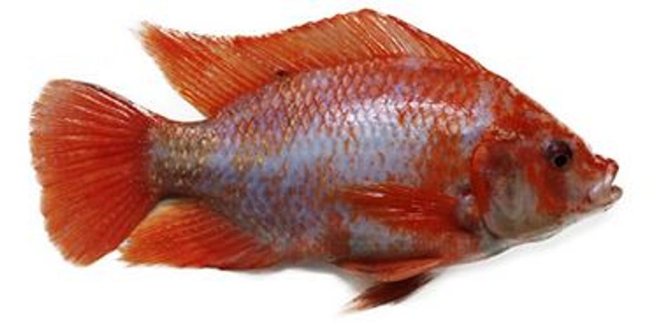 Til-Aqua - Red Strain (Oreochromis Niloticus L.)