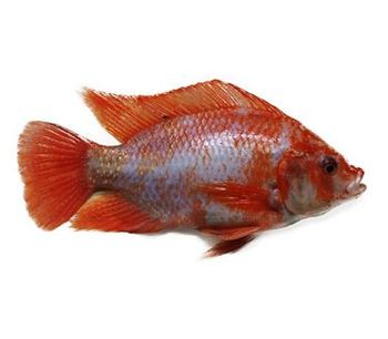 Til-Aqua - Red Strain (Oreochromis Niloticus L.)