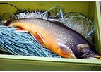 Arctic Charr and Lake Trout