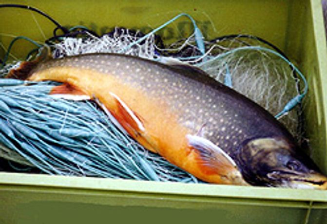 Arctic Charr and Lake Trout