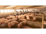 Sorting Machines Fattening Pigs and Gestation