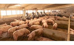 Eliopig - Sorting Machines Fattening Pigs and Gestation