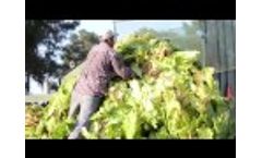 Gross Farms Tobacco 2016 HD Video