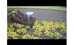 2016 Tobacco Harvest - DEJ Turner Farms Video