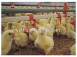 Automatic Poultry Nipple Drinker