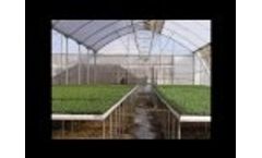 Coral Diamond - Greenhouses Video