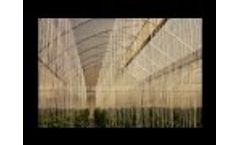 Coral Amber - Greenhouses Video
