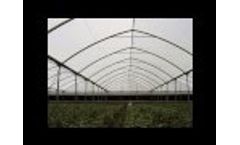 Coral Sapphire - Greenhouses Video