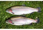 AquaSearch - Late for Pigmented Rainbow Trout