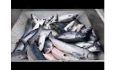 Steinsvik Fish Crusher DFC20 - Video