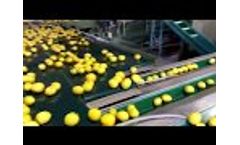 Lemon and Other Citrus Sorting and Packing Equipment Video