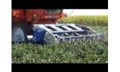 Bell Pepper Mechanical Harvest in Portugal 2012 Video