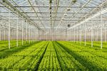 Micro-irrigation systems for greenhouse - Agriculture
