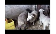 Lamb Carcass Quality and Yield Video - Clip 1 Video