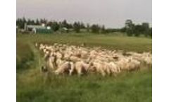 Temporary Sheep Fencing With Jack Kyle at Breezy Ridge Farm Video