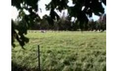 Sheep Safely Graze With Jack Kyle Video