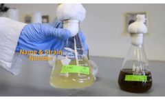 Sterile Algae Transfer With Minimal Equipment - Video