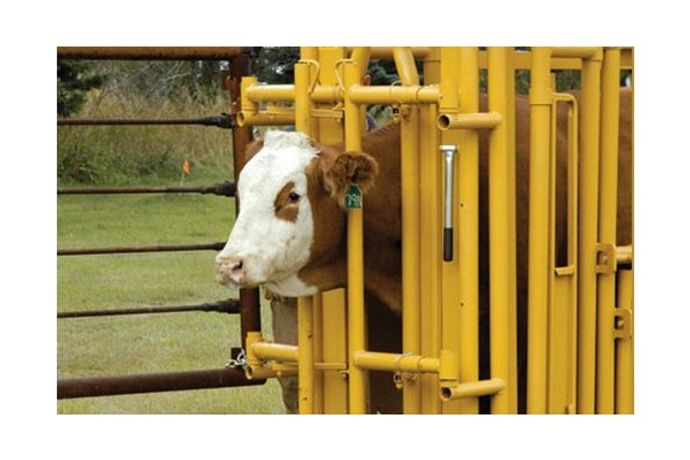 Portable Cattle Handling System-4