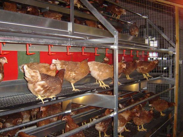 Hershey - Aviary Nesting Systems